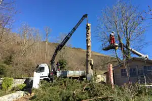 Abattage d'arbres 06