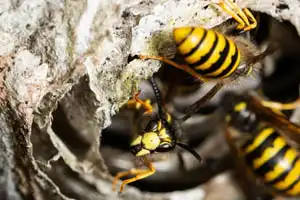 Destruction nid ou essaim d'abeilles, guêpes, frelon 06